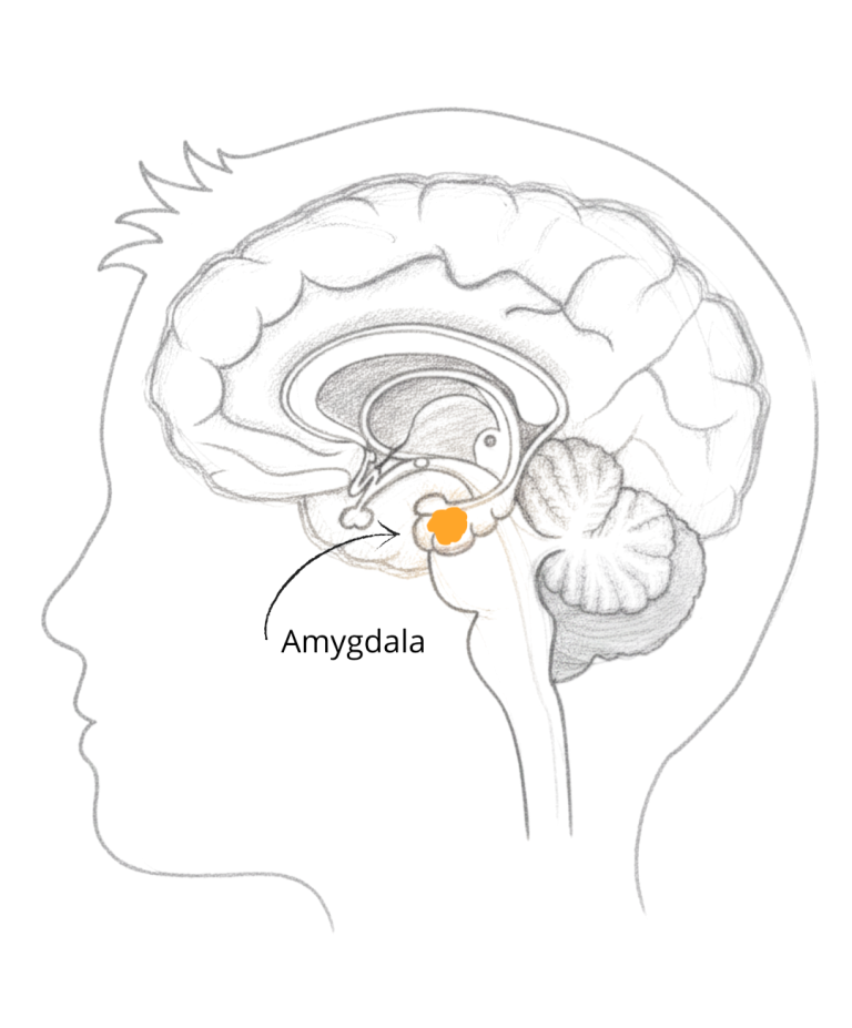 Breinillustratie – amygdala en stressreactie (schema) Illustratie van een zij-aanzicht van het menselijk hoofd met focus op de amygdala.